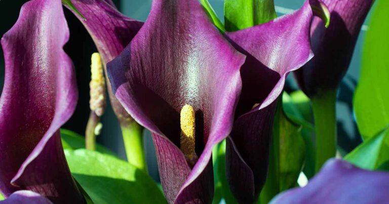 Calla Lilies Not Blooming FB