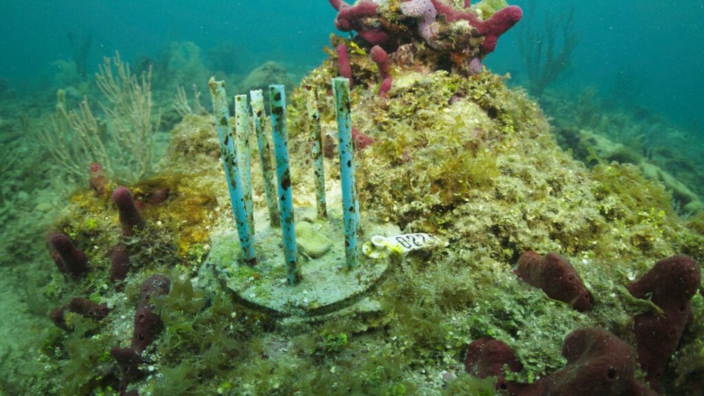 Coral Restoration Biodegradable Straws
