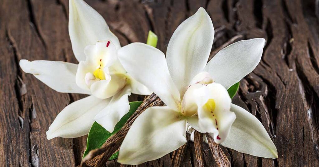 How to Grow Vanilla Orchids FB