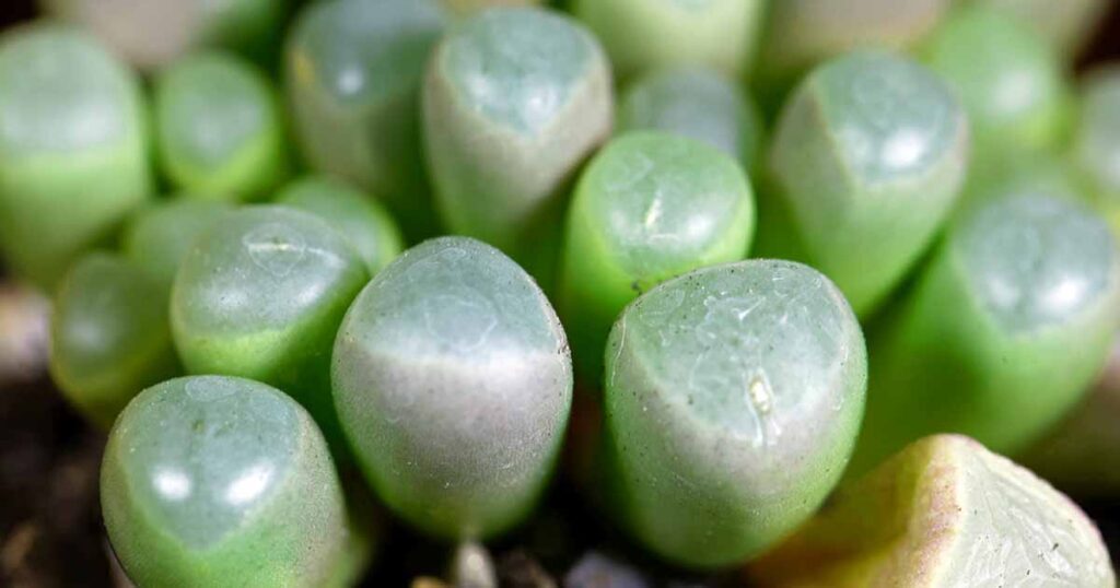 How to Grow Baby Toes Succulents FB