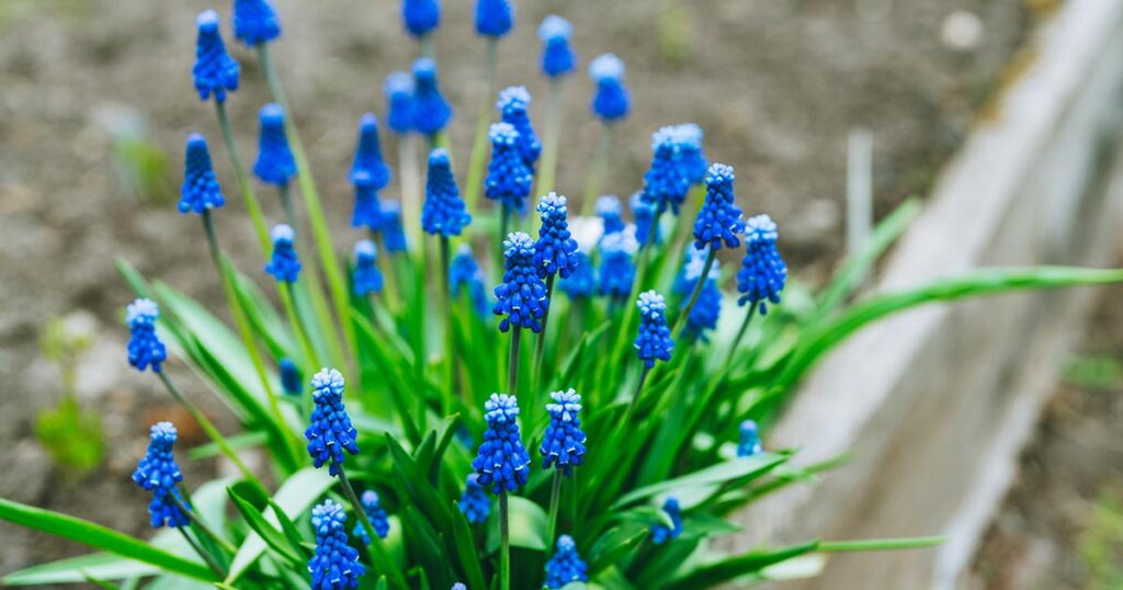 How to Propagate Grape Hyacinth FB