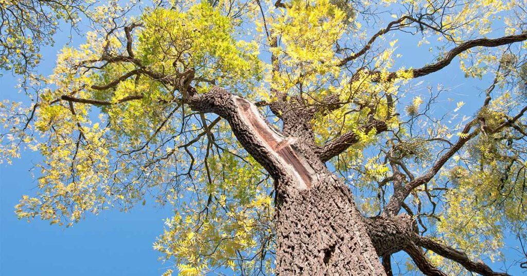 Black Walnut Trees and Juglone Toxicity