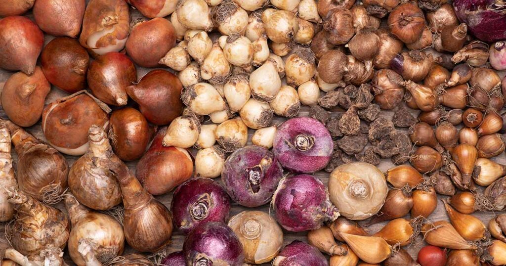 Bulbs Corms Tubers FB