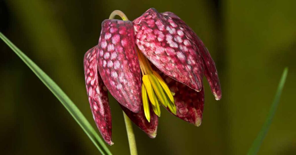 How to Grow Fritillaria FB