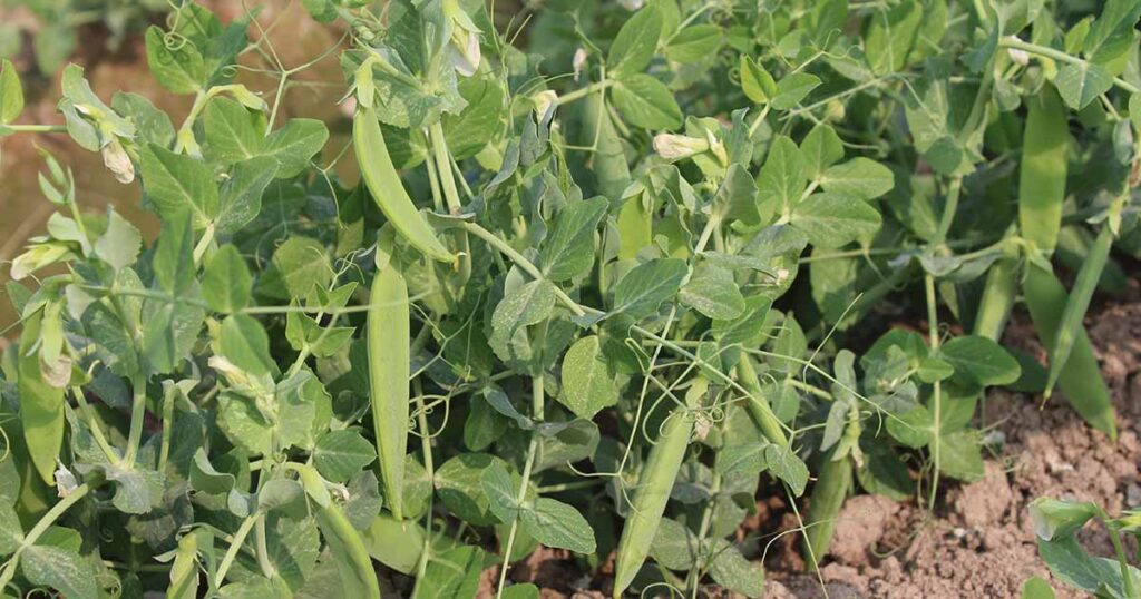 How to Grow Sugar Bon Peas FB