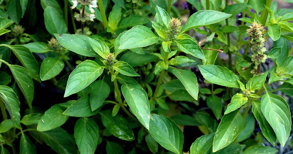 How to Grow Sweet Dani Basil FB