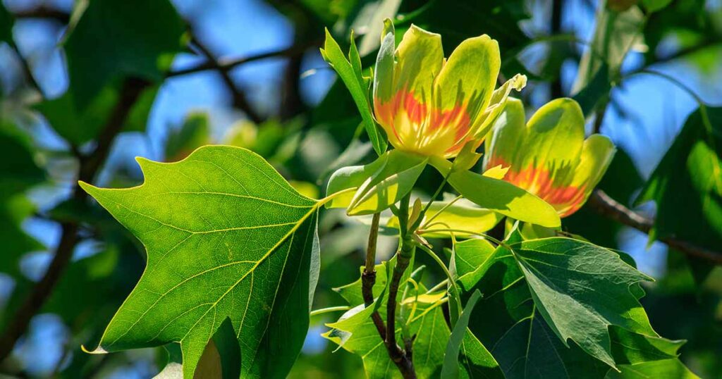 How to Grow Tulip Tree FB