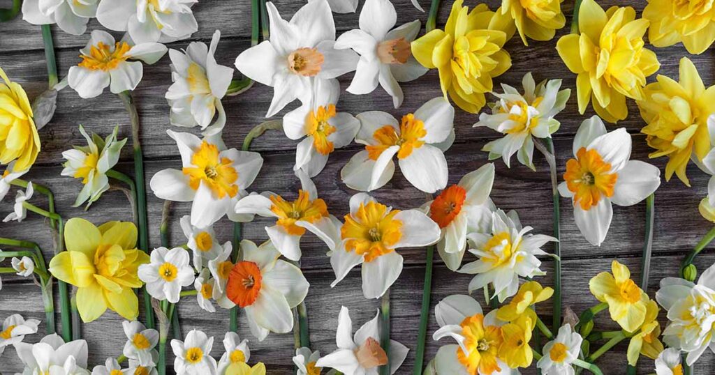 Types of Daffodils FB