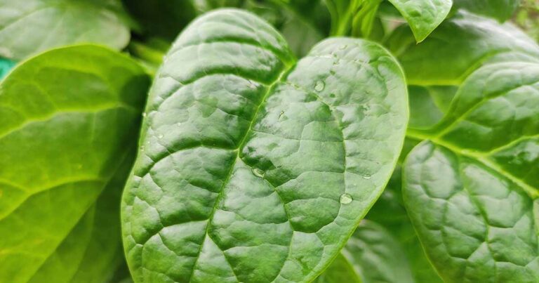 How to Grow Malabar Spinach FB