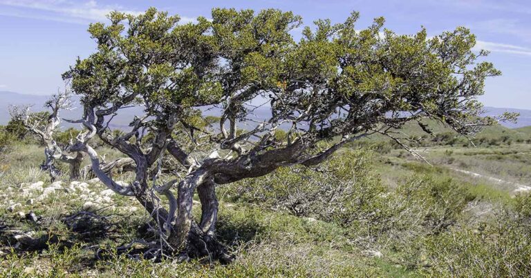 How to Grow Mountain Mahogany FB