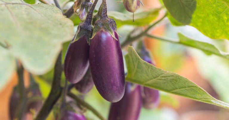 Eggplant Spacing Requirements FB