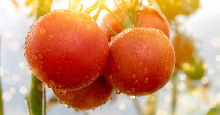 How Much Sun Do Tomatoes Need FB
