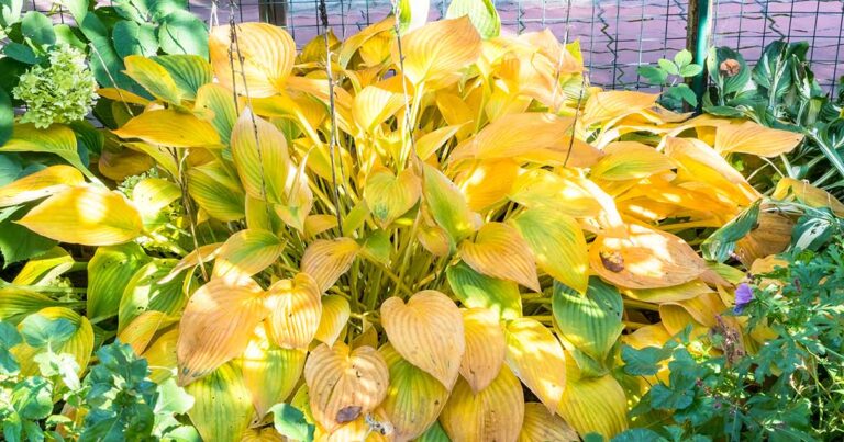 Hosta Leaves Turn Yellow FB