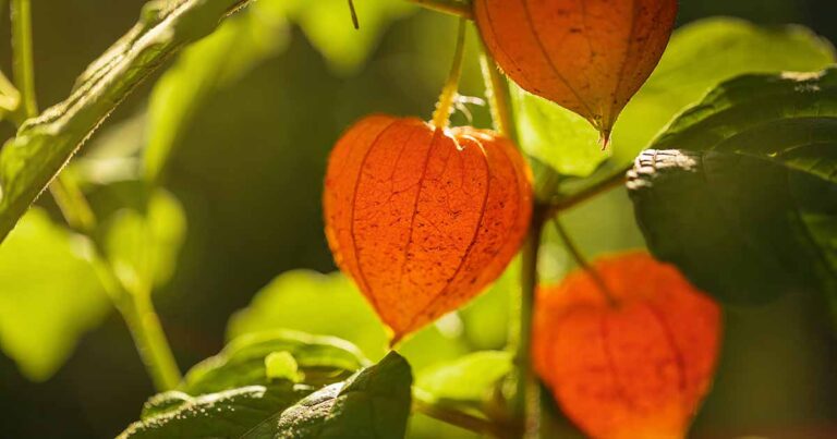 How to Grow Chinese Lantern FB