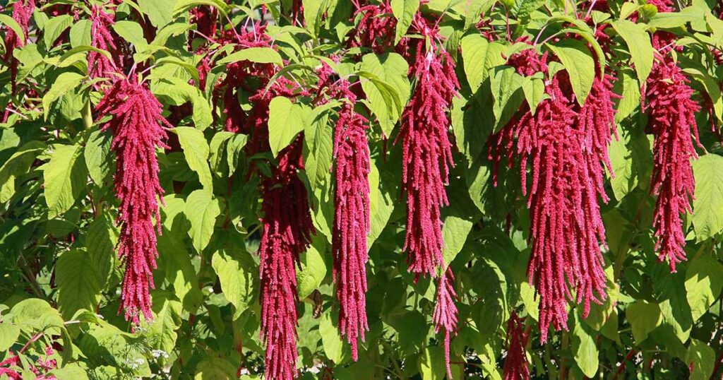 How to Grow Love Lies Bleeding FB