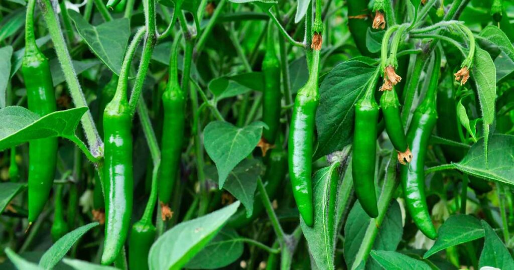 How to Grow Serrano Peppers FB