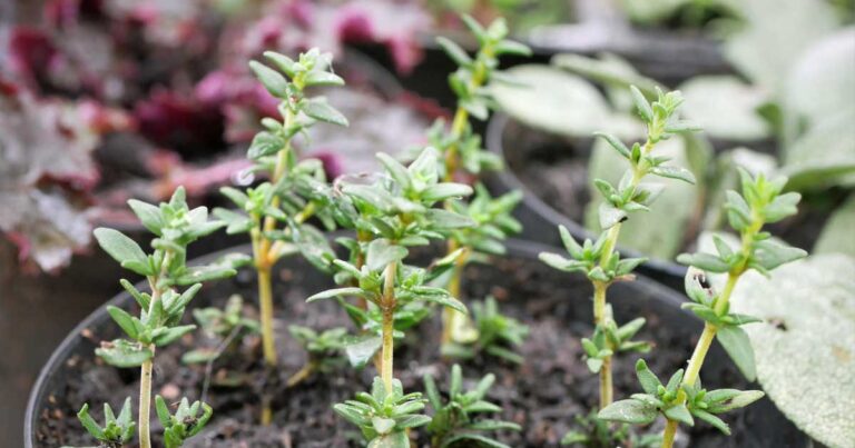 How to Propagate Thyme from Cuttings Layer and Divisions FB