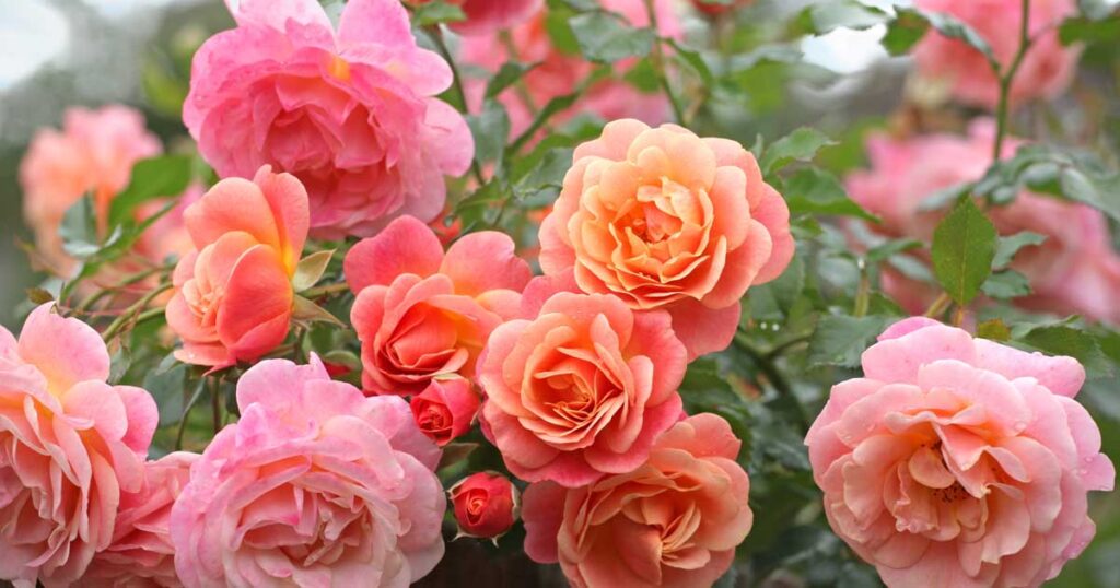 Learn About Training and Tying Climbing Roses FB